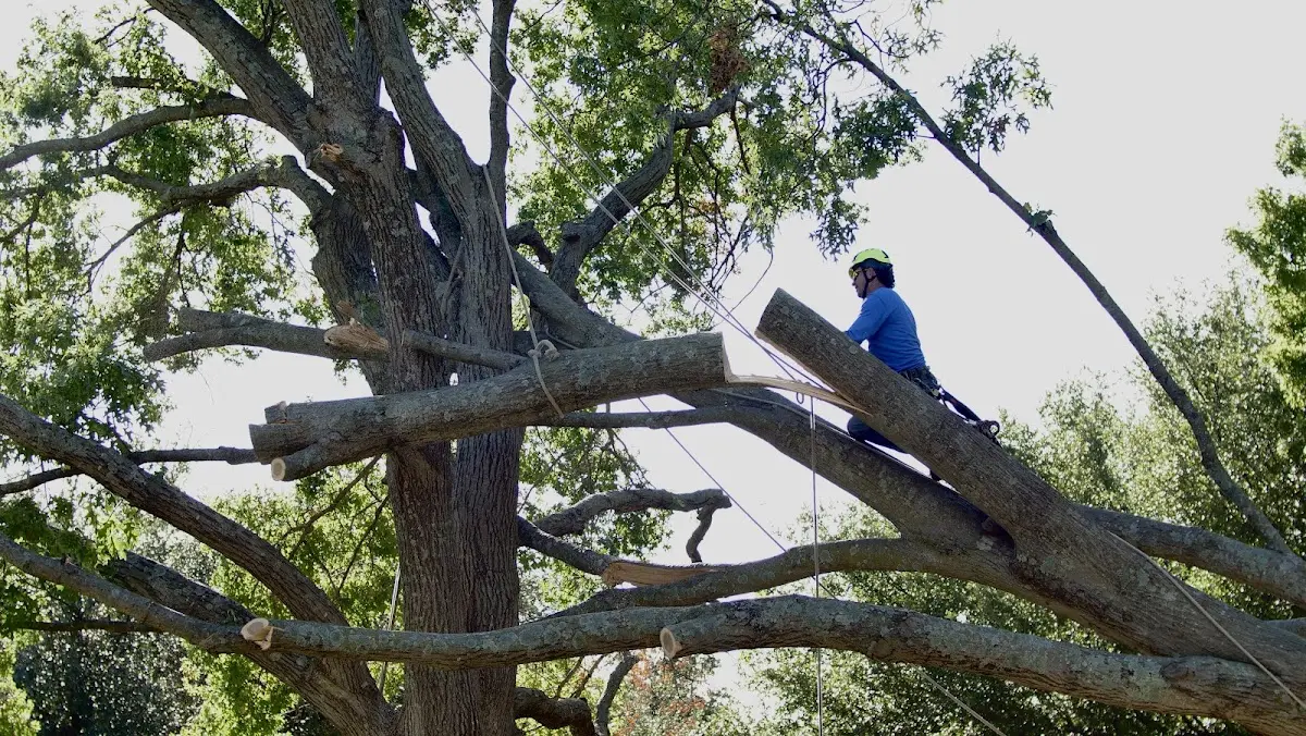 Professional Crown Thinning performed by certified arborists in Reseda